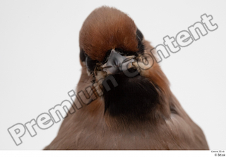 Bohemian waxwing Bombycilla garrulus head 0003.jpg